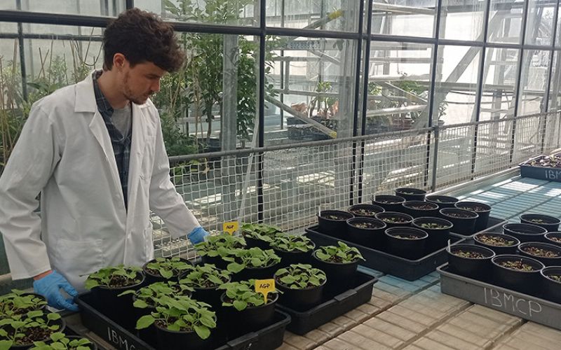 Utilizan plantas para crear nanopartículas con anticuerpos contra el SARS-CoV-2