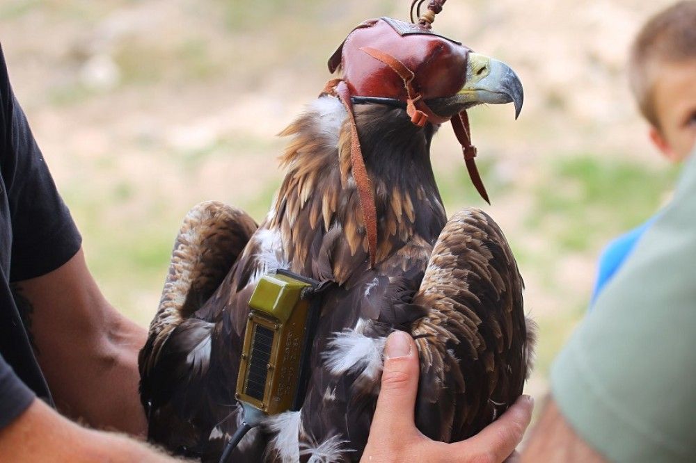 Realizado un estudio sobre el marcaje con emisores en grandes rapaces que ofrece resultados clave para su conservación