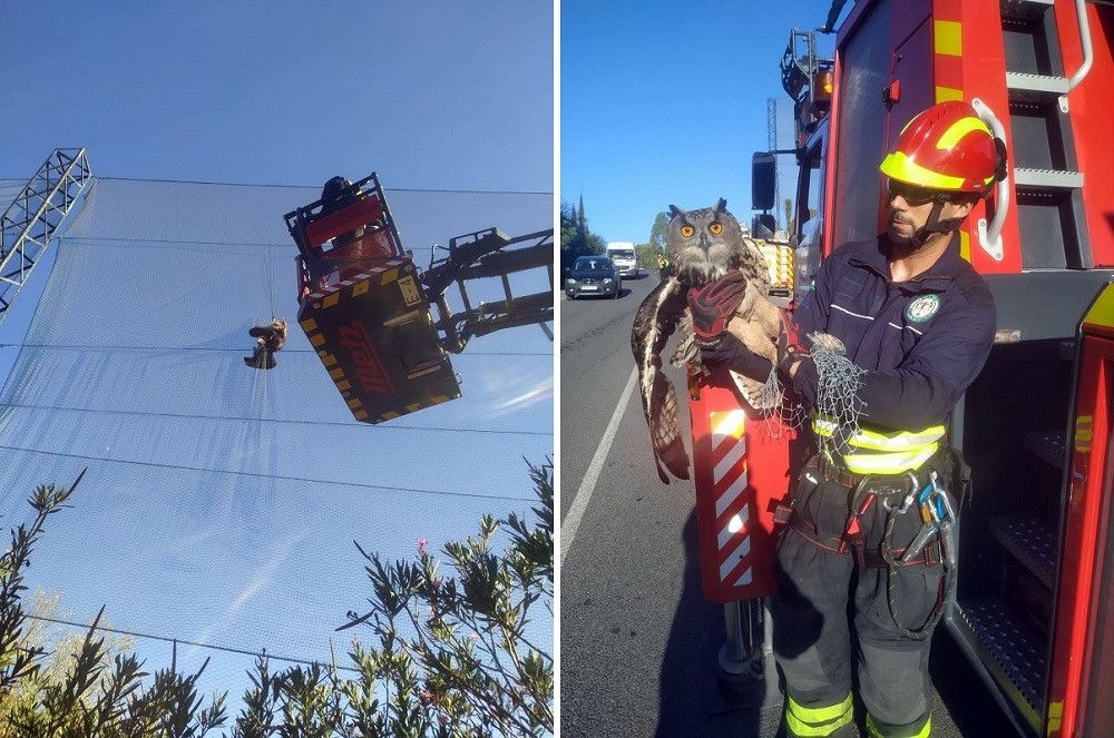 Bomberos de Marbella rescatan a un búho real atrapado a más de diez metros de altura en la red de protección de un campo de golf