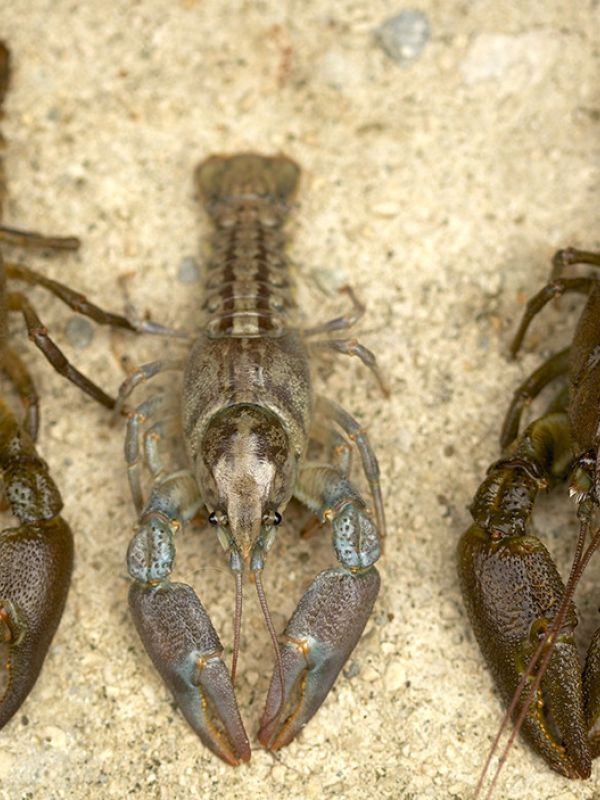 El mayor estudio en Europa sobre la diversidad del cangrejo de río insta a aplicar estrategias de conservación para la especie