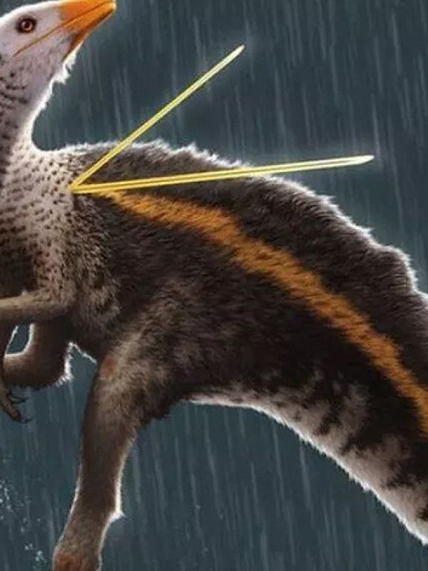 Brasil recupera el fósil de un dinosaurio emplumado de 115 millones de años