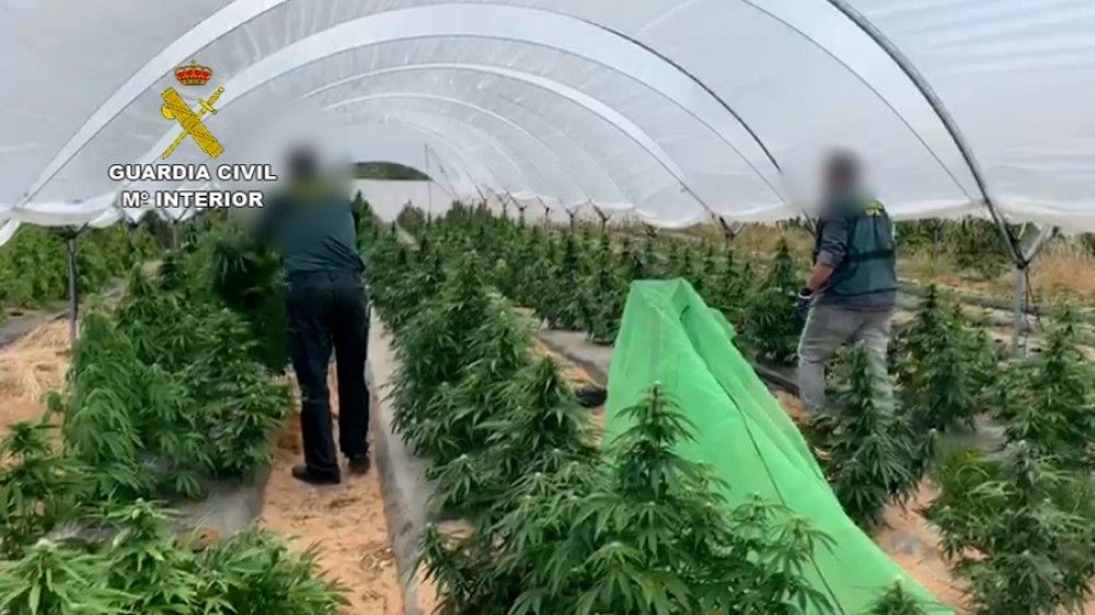 Incautadas más de 13.000 plantas de marihuana en varias operaciones de la Guardia Civil