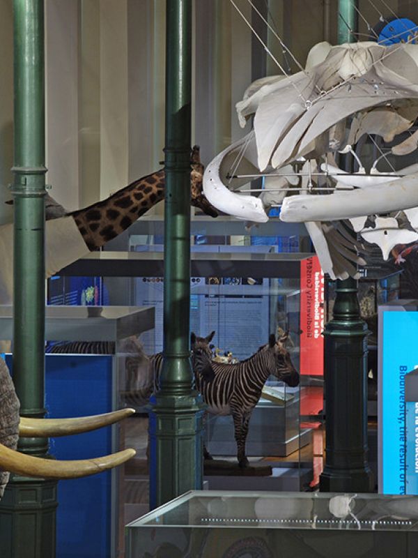 El Museo Nacional de Ciencias Naturales celebra el primer foro internacional de directores de museos de todo el mundo