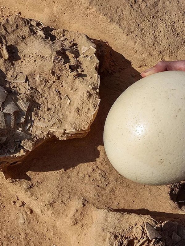 Descubierto en Israel un lugar donde hace más de 4.000 años preparaban "tortillas" con huevos de avestruz