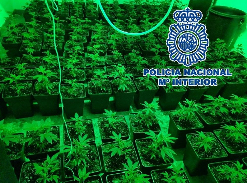 Descubierta una plantación "indoor" de marihuana en una vivienda del barrio malagueño de El Palo