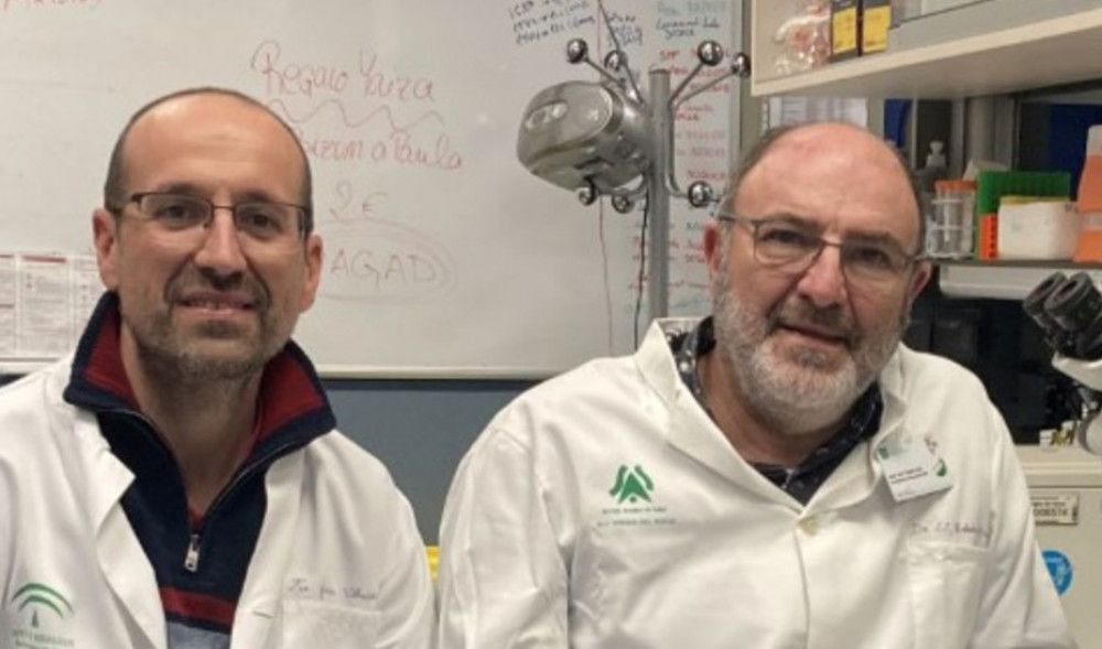 Investigadores del IBiS y CNB demuestran que una vacuna del CSIC contra el covid-19 protege de la infección y el daño cerebral causado por el virus