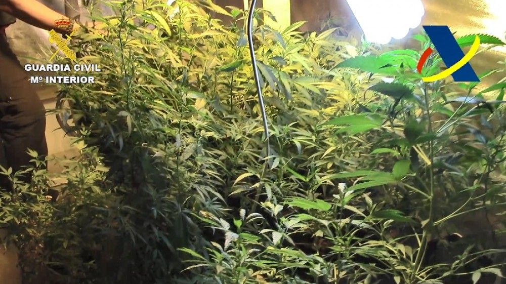 Desmantelado un laboratorio equipado con tecnología de última generación para la manipulación y control genético de semillas de cannabis