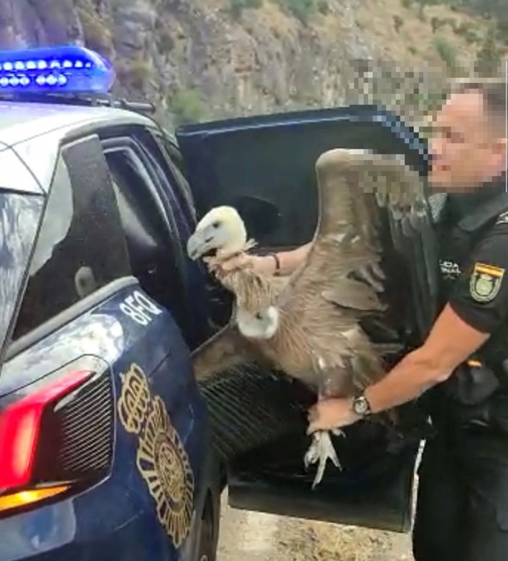 La Policía Nacional rescata un buitre leonado desorientado en Puerto Banús (Marbella) y lo reintegra en su hábitat natural en la Sierra de las Nieves