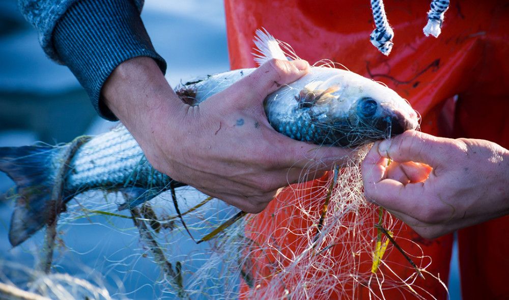 Andalucía anticipará ayudas a los pescadores frente a la crisis por la escalada de costes de explotación
