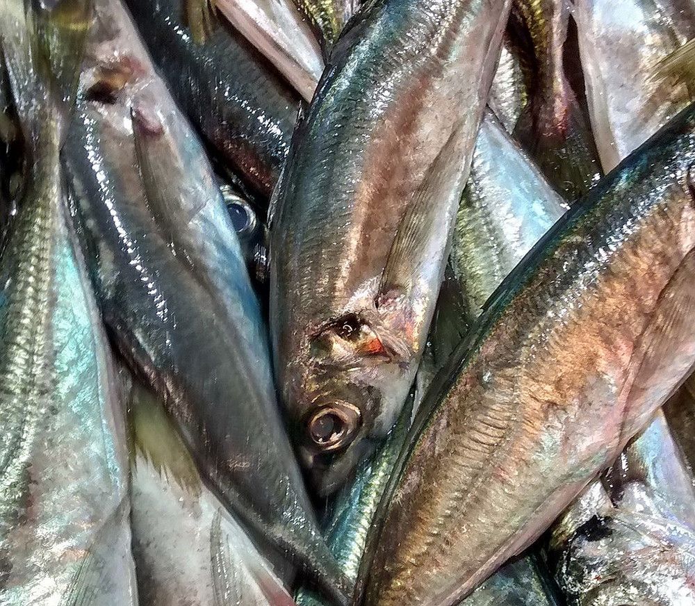 La Secretaría General de Pesca reparte las cuotas adicionales de sardina ibérica para 2023 obtenidas por intercambio con Portugal