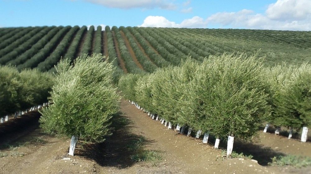 Agricultura y Universidad de Córdoba avanzan en la obtención de nuevas variedades de olivo