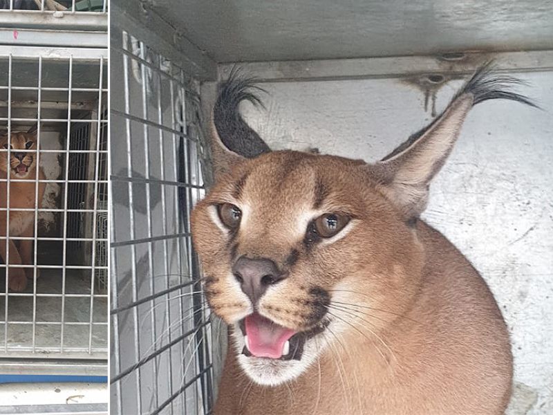 El Ayuntamiento recupera un caracat que se había extraviado y, tras recorrer casi 20 kilómetros, se adentró en el jardín de una vivienda cuyo propietario creyó que era un lince