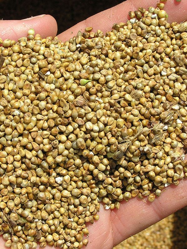 Crean una herramienta para desarrollar nuevas variedades de mijo adaptadas al cambio climático