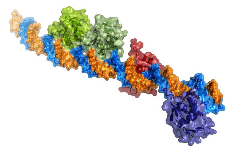 La estructura de una proteína unida al ADN revela cómo se activa la toxicidad de la bacteria del cólera