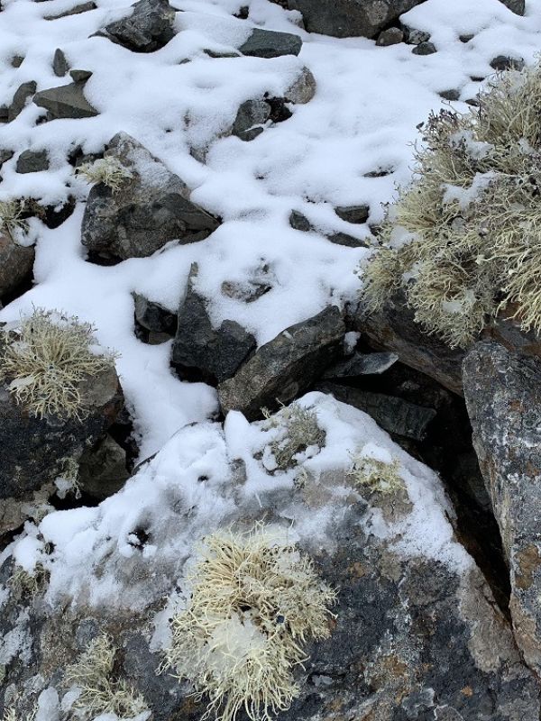 Un proyecto del CSIC analizará cómo los microorganismos repueblan’ lavas y rocas en la Antártida tras la retirada del hielo