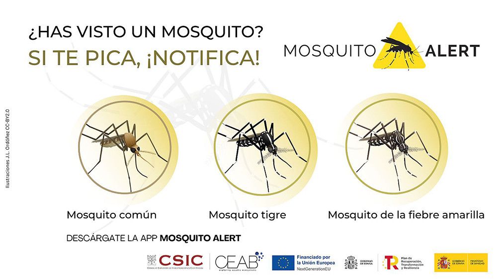 Sanidad impulsa Mosquito Alert como herramienta de vigilancia