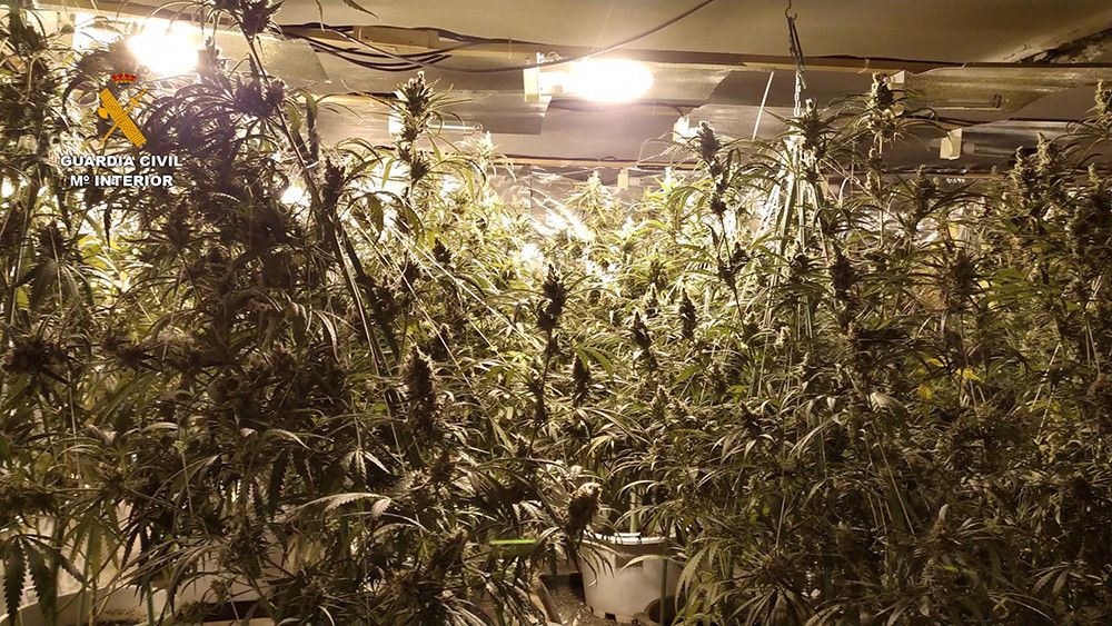 Desarticulada una organización criminal dedicada al cultivo de marihuana en las cuatro provincias catalanas