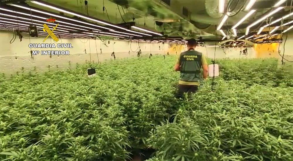 La Guardia Civil interviene más de 10.000 plantas de marihuana en Hormigos (Toledo)