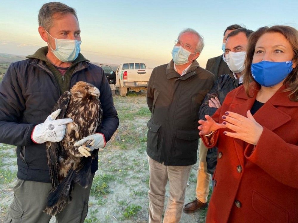 Suelta de un ejemplar de águila imperial tras recuperarse de sus heridas en el CREA
