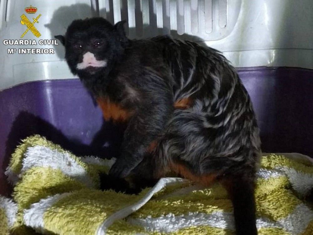 La Guardia Civil investiga en Alicante varios casos de maltrato animal
