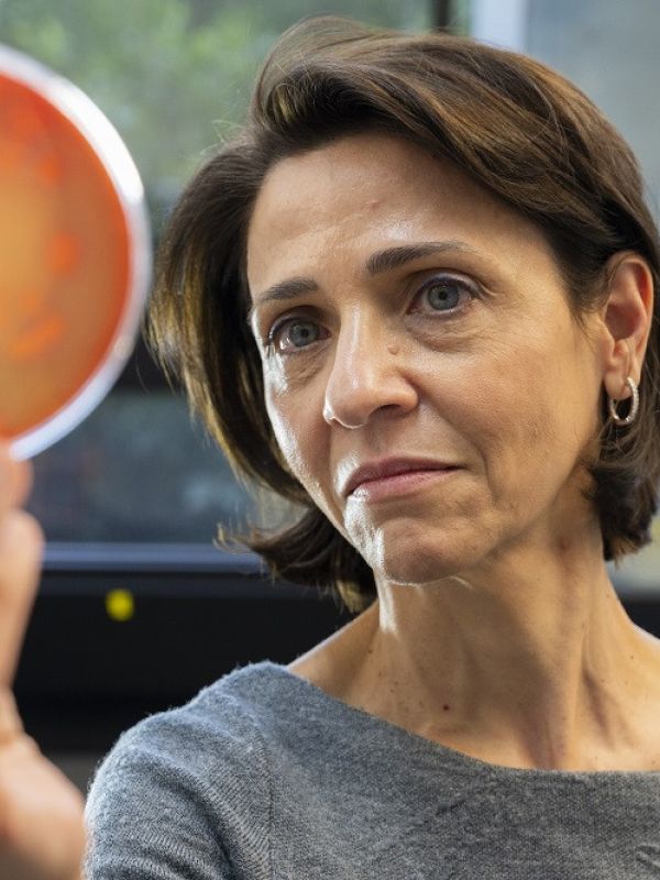 Determinan las claves del éxito del trasplante de microbiota intestinal en personas con síndrome metabólico