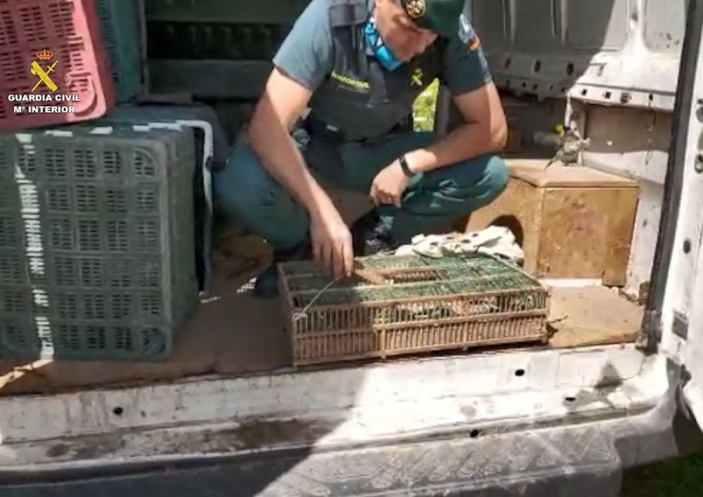 La Guardia Civil investiga a 18 personas por captura y tráfico ilícito de especies protegidas en la provincia de Málaga