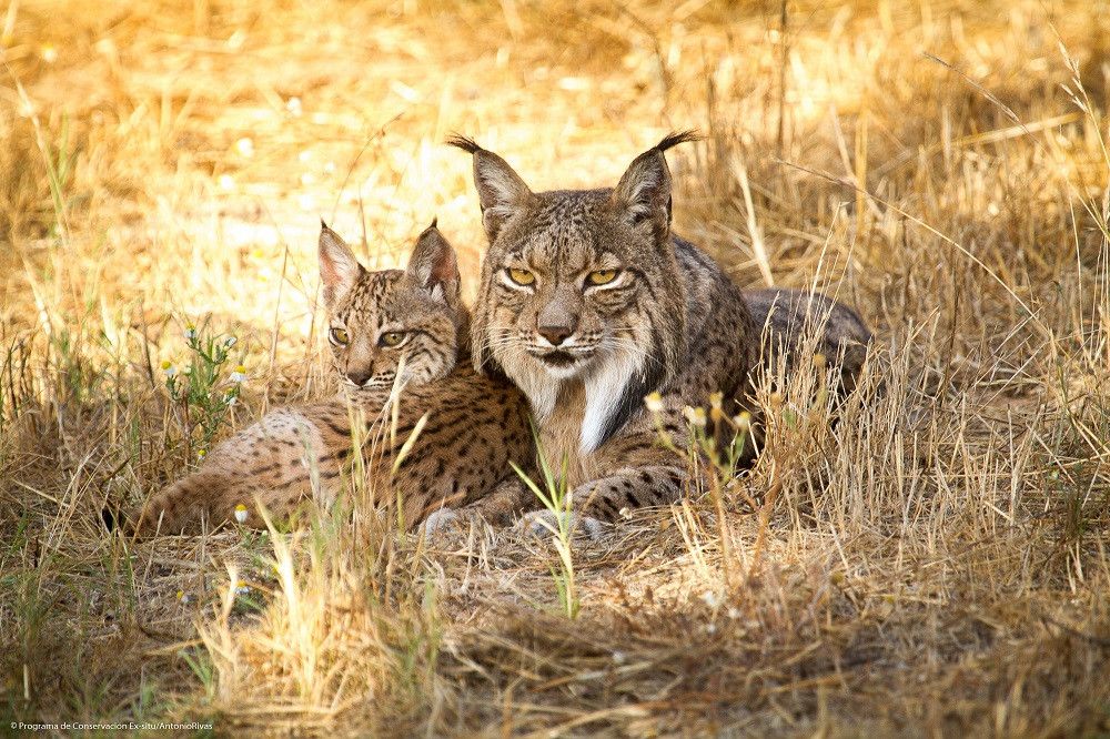 Formalizado el contrato de obras de instalación de señalización con detección remota para evitar atropellos de linces en la carretera N-432