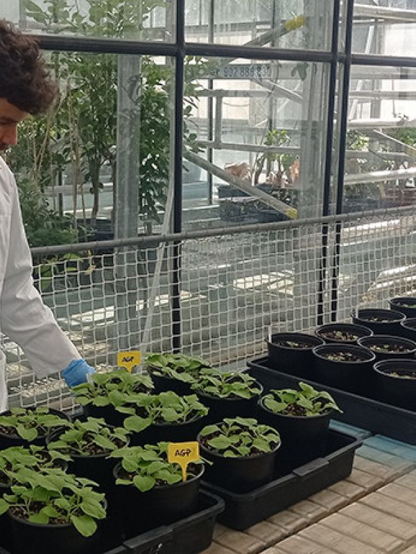 Utilizan plantas para crear nanopartículas con anticuerpos contra el SARS-CoV-2