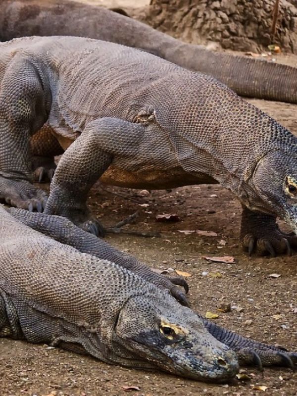 Un equipo internacional confirma la tendencia al enanismo y gigantismo de las especies insulares de vertebrados