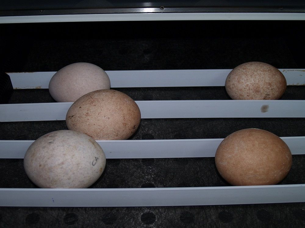 La puesta de 15 huevos de quebrantahuesos marca una cifra récord en Guadalentín esta temporada