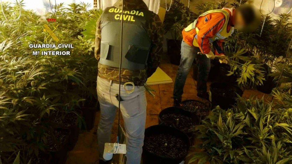 La Guardia Civil interviene cerca de 1 tonelada de marihuana envasada al vacío y 580 plantas en varias actuaciones
