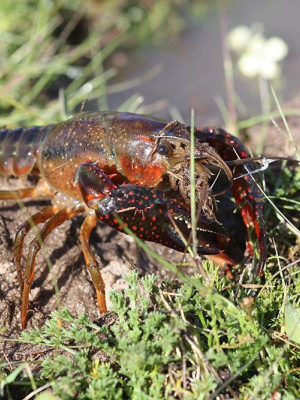 Los cangrejos de origen americano ocupan el 95% del nicho del cangrejo de río en la Península Ibérica