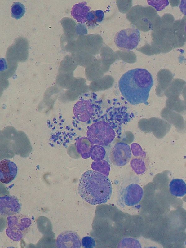 El CSIC y Zendal desarrollan una nueva vacuna contra la leishmaniasis canina