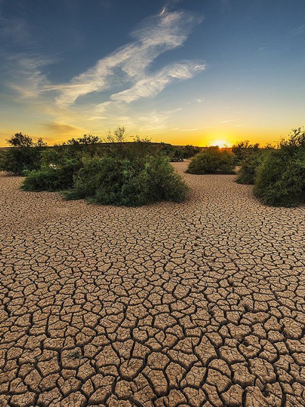 Los agentes de cambio global son más agresivos cuando actúan en conjunto sobre un ecosistema