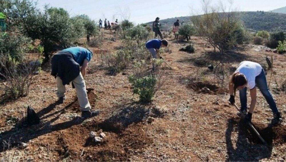 Superados los 340.000 árboles plantados en la provincia dentro de la iniciativa "Málaga Viva"