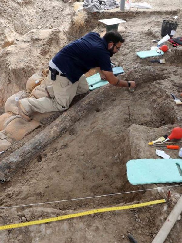 Descubierto en Israel un colmillo de elefante de hace 500.000 años