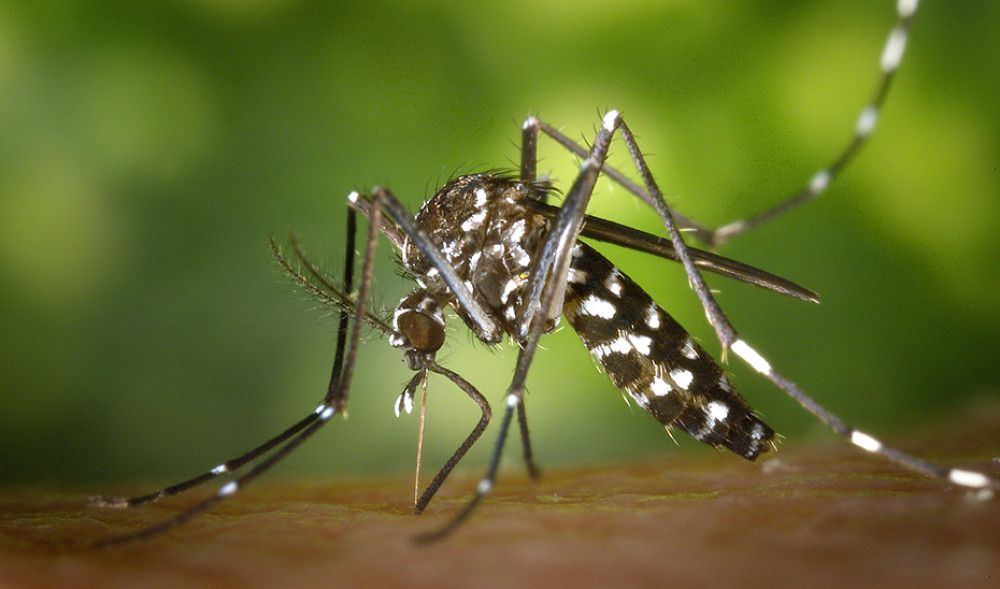 Publicado el primer informe de 2023 de vigilancia del Virus de Fiebre del Nilo Occidental