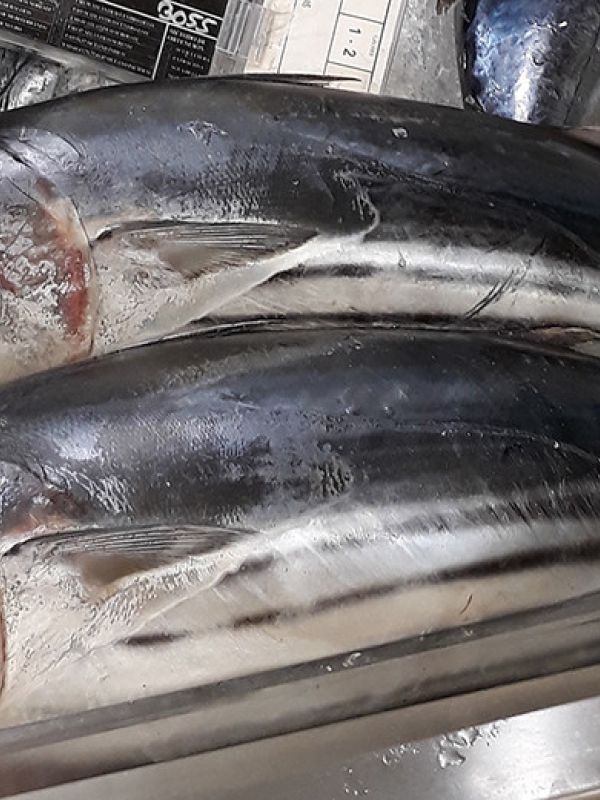 El polvo del Sahara influye en la migración y pesca del atún listado del Atlántico