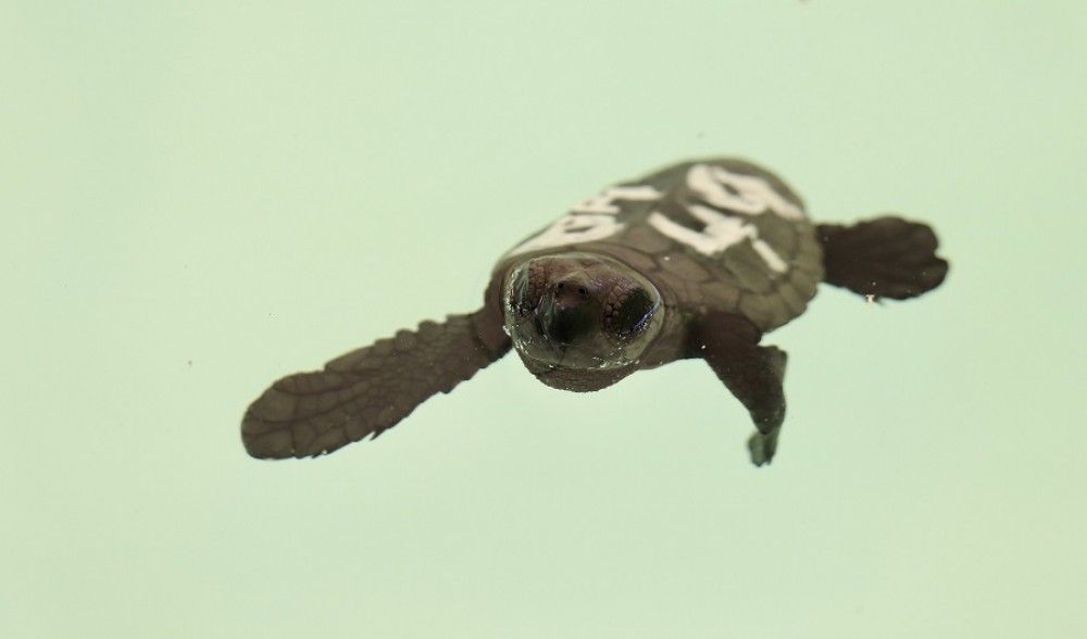 Las tortugas bobas de Cabopino pasarán un año en el Cegma del Estrecho