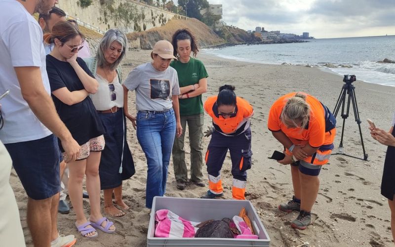 La Junta suelta en Benalmádena a una tortuga boba que regresó a la costa malagueña tras su puesta en libertad en el mes de agosto
