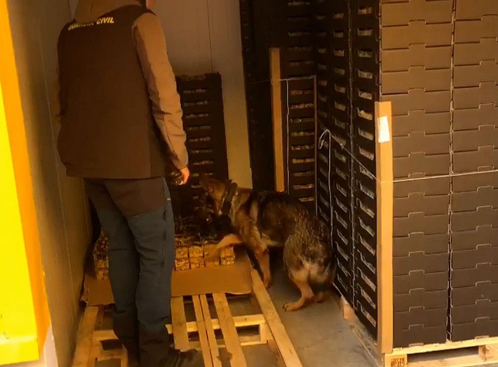 Intervenidos 30 kilos de cocaína ocultos en cajas de fruta de physalis