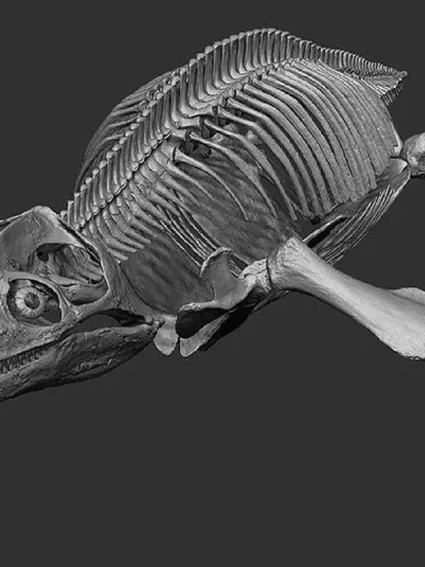 Científicos rusos estudian la anatomía y el comportamiento de un pliosaurio mediante un escáner 3D