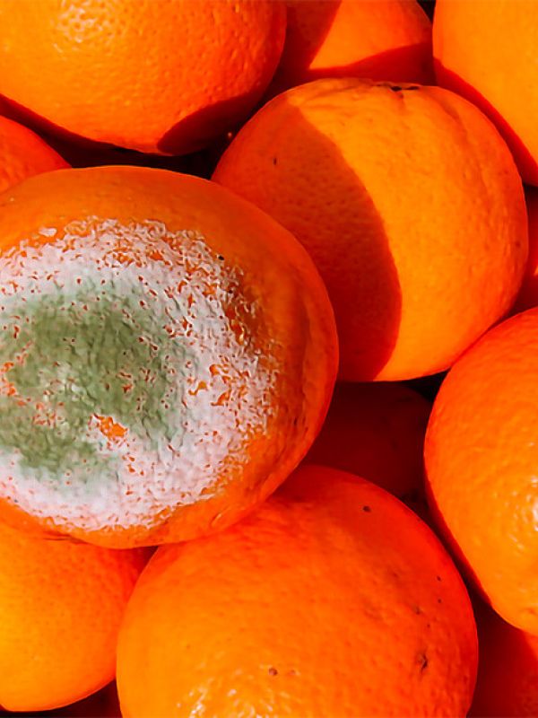 Descubren los efectos múltiples de una proteína frente al hongo que causa la podredumbre verde’ en cítricos