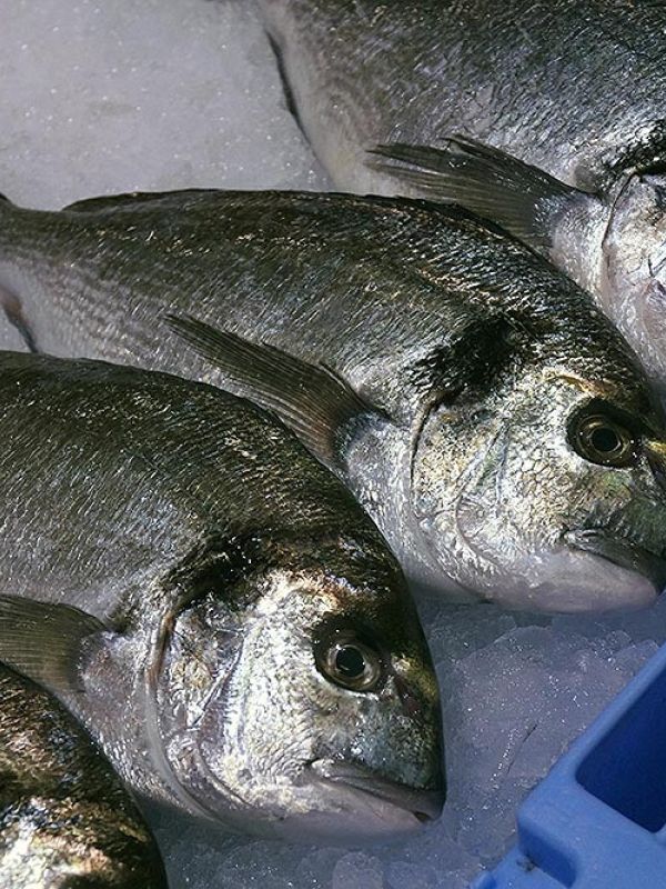 Un estudio del CSIC concluye cuáles son los pescados más seguros por sus bajos niveles de mercurio