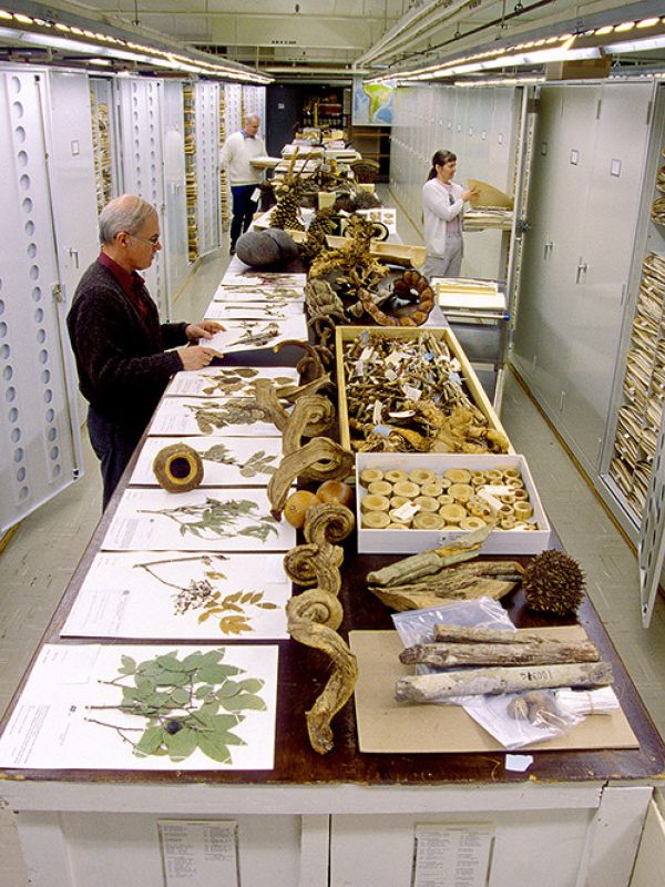 Un equipo de científicos urge a crear una colección global de historia natural para hacer frente a la crisis ambiental