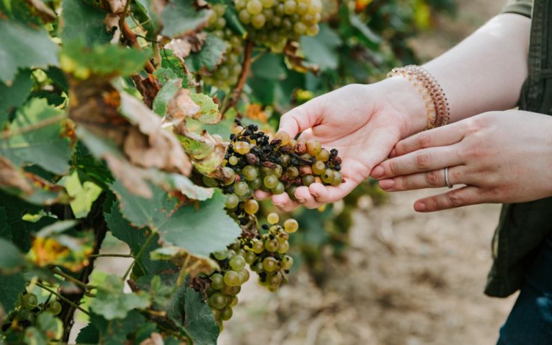 La NASA ayuda a detectar las enfermedades de las uvas vinícolas desde el cielo