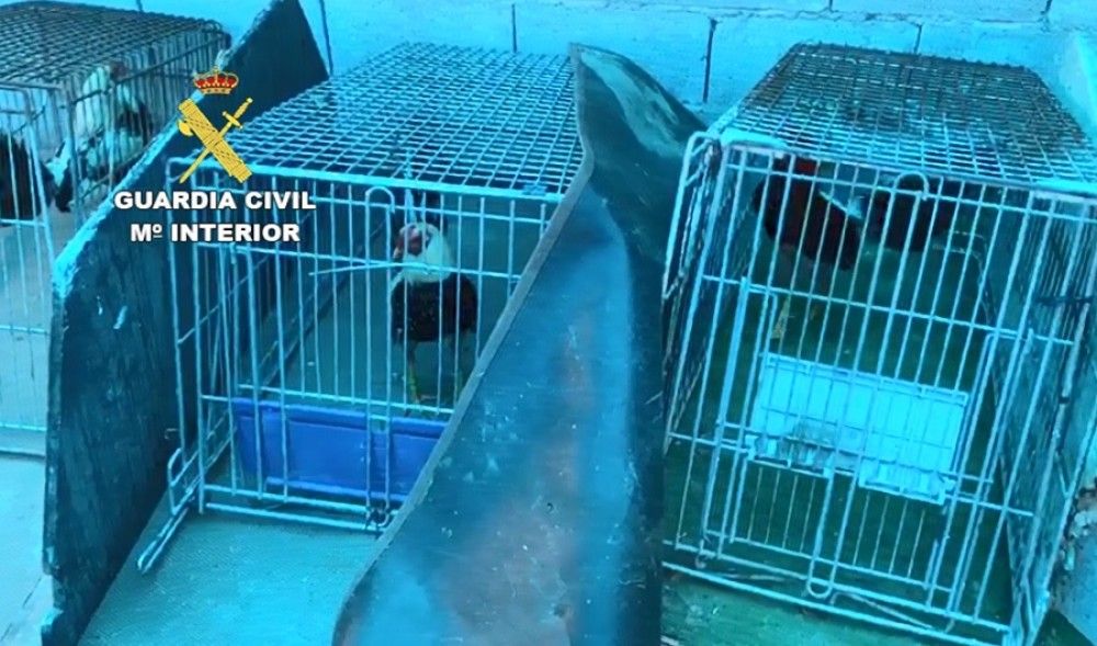 La Guardia Civil frustra una "pelea de gallos" clandestina en Adra a la que asistían 16 personas durante el estado de alarma