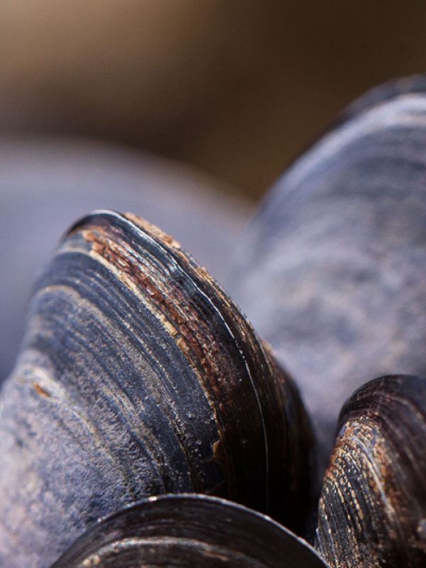 Los mejillones liberan células inmunes fuera de su cuerpo en respuesta a lesiones e infecciones