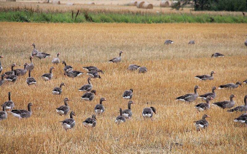 Un estudio concluye que las aves acuáticas dispersan malas hierbas y plantas exóticas en cultivos y humedales