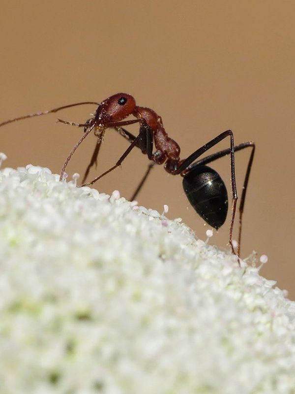 El fuego podría tener efectos positivos sobre las comunidades de hormigas y abejas